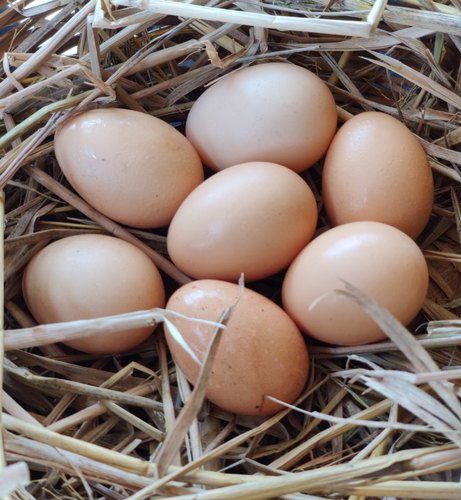 Organic Kadaknath Egg, Color : Brown