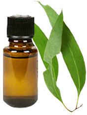 Nilgiri Essential Oil, for Aromatherapy, Medicine Use, Form : Liquid