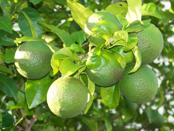 Sweet Lime And Sweet Lime Mosambi Manufacturer Mahajans Organic Farm