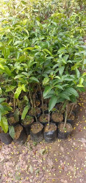 All Time Mango Plant at best price in Lucknow Uttar Pradesh from Nadir ...