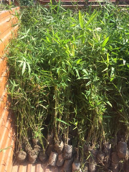 Bamboo Plant, Length : 10-20ft