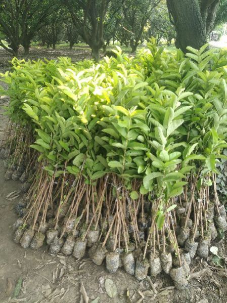 Barafkhana Guava Plant