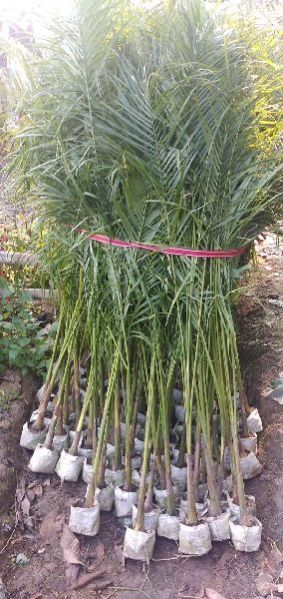 Bottle Palm Plant