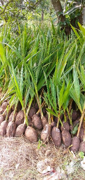 Natural Coconut Plant, For Plantation