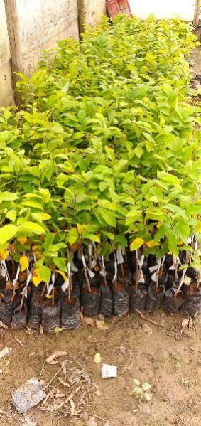 Grafted Sugar Apple Plant