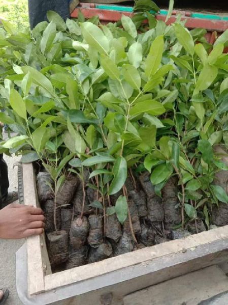 Jamun Plant