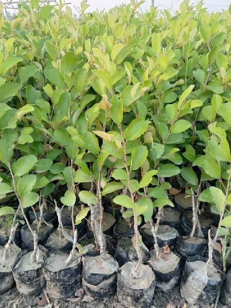 Natural Kashmiri Ber Plant, For Fruits Use, Length : 1-2 Feet