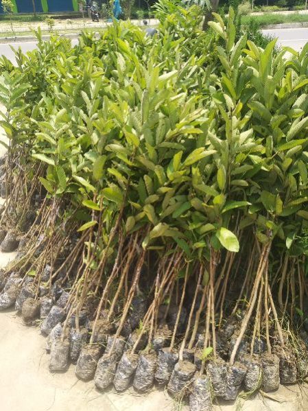 Lalit Guava Plant