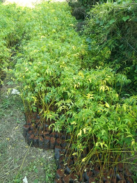 Malabar Neem Plant