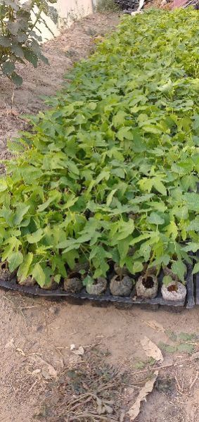 Red Lady Papaya Plant