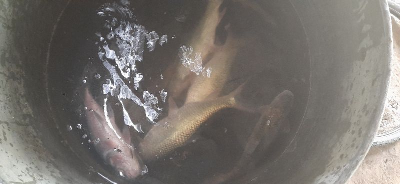 BULLSEVA FPC IMC FIsh, For Household, Restaurants, Style : Fresh