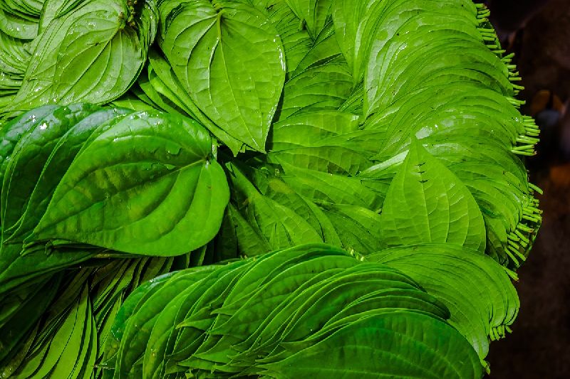 Green fresh betel leaves