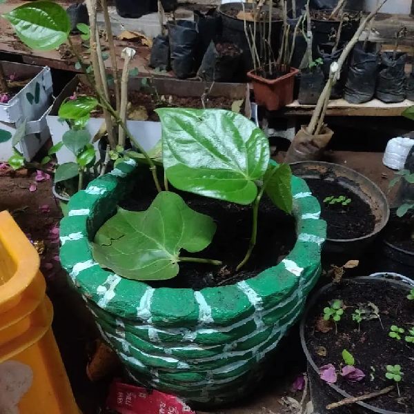 Natural Betel leaves plants, Style : Fresh
