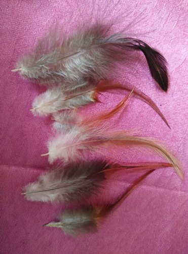 Natural Bird Feather