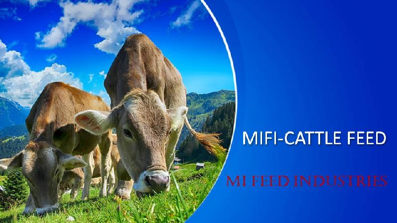 MIFI Cattle Feed, Weight : 50 Kg, INR 1 LakhINR  Lakh / Ton by . Feed  Industries from Thane Maharashtra | ID - 5992494