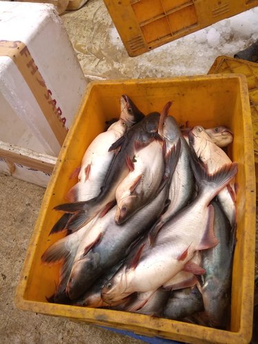 Pangasious fish, Packaging Type : Thermocol Box