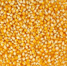 Yellow corn, for Animal Feed, Cattle Feed, Flour, Style : Fresh