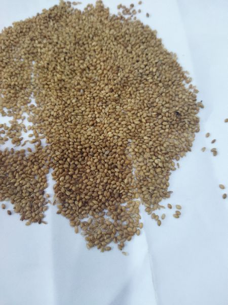 Common Organic Brown Top millet, for Cooking, Style : Dried