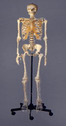 Human Skeleton Model