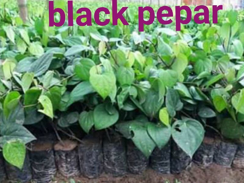 Organic Black Pepper Plant