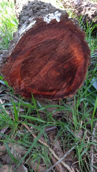 red sandalwood logs