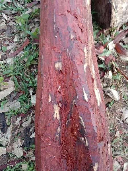 red sandalwood logs