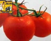 F1 Rohini Tomato Seeds