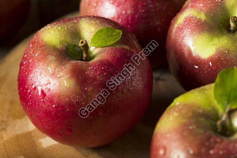 Organic Fresh Mcintosh Apple, INR 500INR 3,500 / Kilogram by Ganga