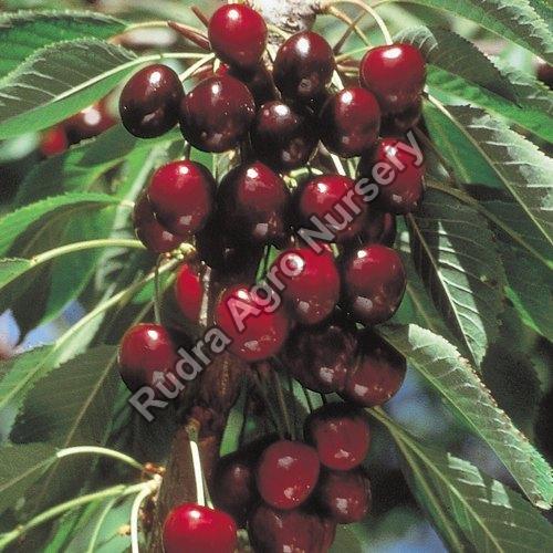 Cherry Plant, Packaging Type : Polythene Bag