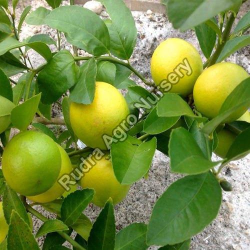 Organic Lemon Plant, Color : Green, Yellow