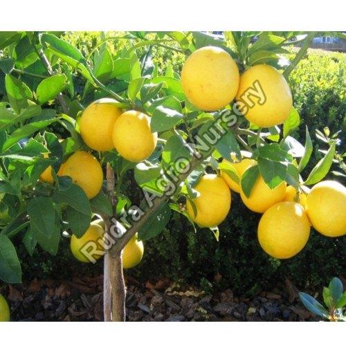 Organic Seedless Lemon Plant, Color : Green, Yellow