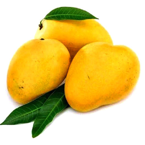 Natural Fresh Alphonso Mango, for Direct Consumption, Food Processing, Juice Making, Feature : Bore Free