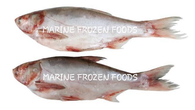 Frozen Silver Carp Fish Buy Frozen Silver carp fish in Mueang Samut Sakhon