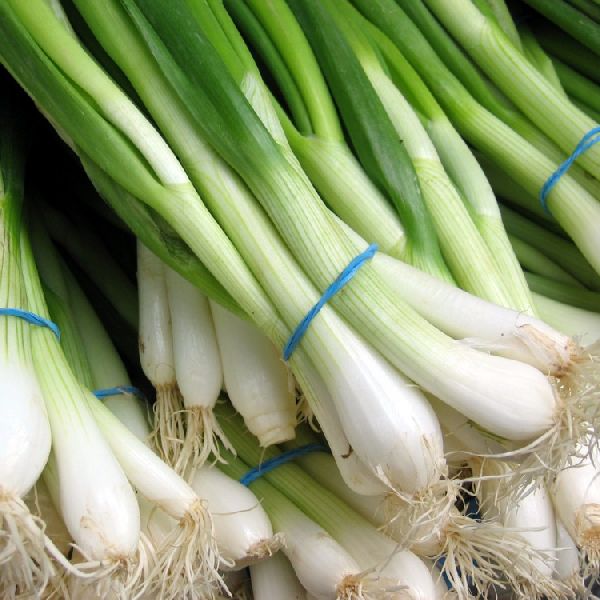 Organic Fresh Green Onion, for Enhance The Flavour, Packaging Type : Jute Bags