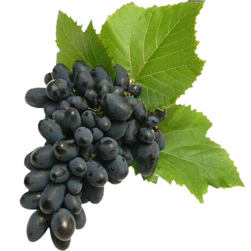 Organic fresh black grapes, Shelf Life : 10 Days