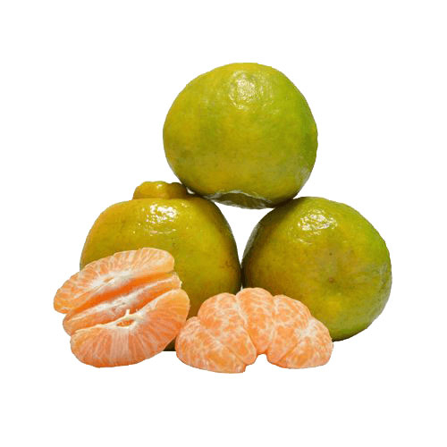 Organic Fresh Nagpur Orange, Shelf Life : 7days