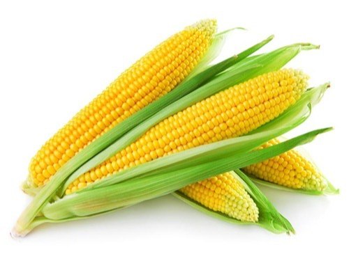 Organic yellow maize, Style : Dried