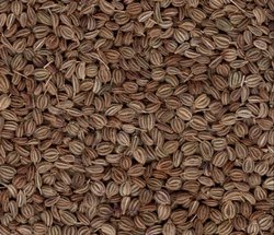 Natural Ajwain Seeds, for Spices, Packaging Type : Plastic Pouch, Plastic Packet