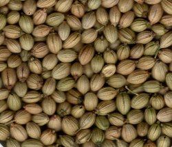 Natural Coriander Seed, for Spices, Packaging Type : Plastic Pouch, Plastic Packet