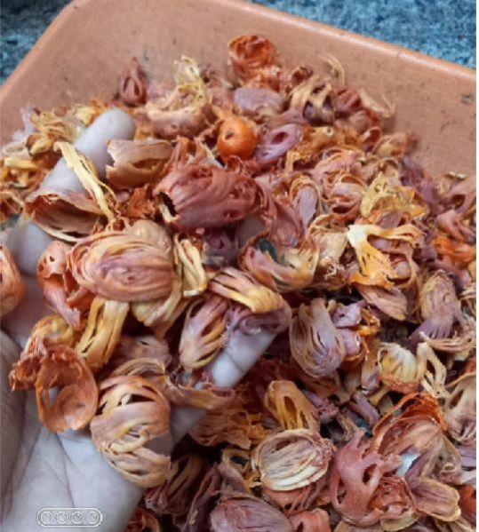 Mace Flower, Color Red Jai Shani Dev Enterprises, Ahmednagar