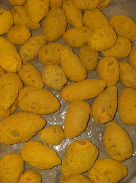 Natural Turmeric Bulb, for Spices, Packaging Type : Plastic Pouch, Plastic Packet