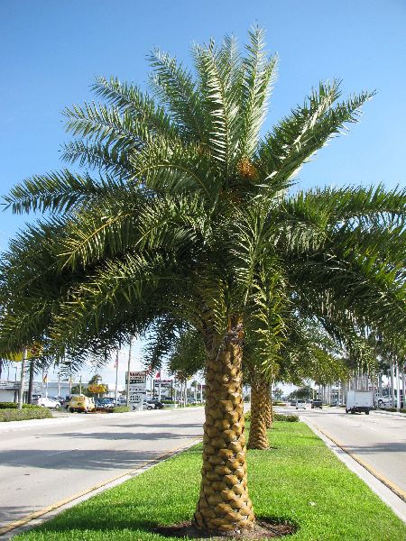 date palm tree