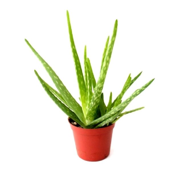 Aloe Vera Plant, Feature : Easy To Grow, Insect Free