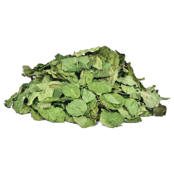 Dried Moringa Leaf, for Cosmetics, Medicine, Feature : Good Quality, Nice Aroma