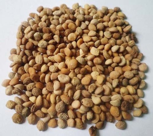 Safed Musli Seeds, for Medicine Use, Packaging Type : Plastic Bag
