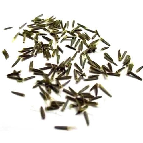 Stevia Seeds