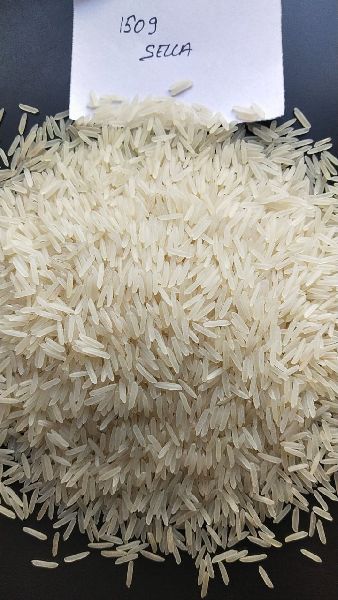 Hard Common 1509 Sella Basmati Rice, for Cooking, Human Consumption, Style : Fresh, Steamed