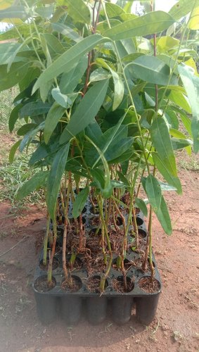 Eucalyptus plant, Packaging Type : Bag