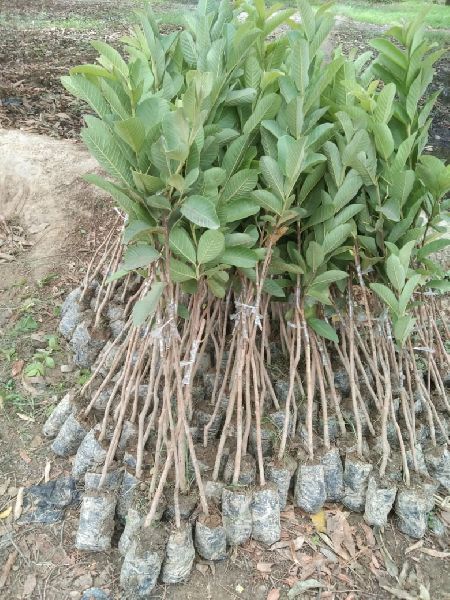 Organic L49 Guava Plant, for Plantation, Packaging Type : Jute Bag