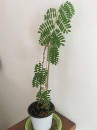Imali Plant
